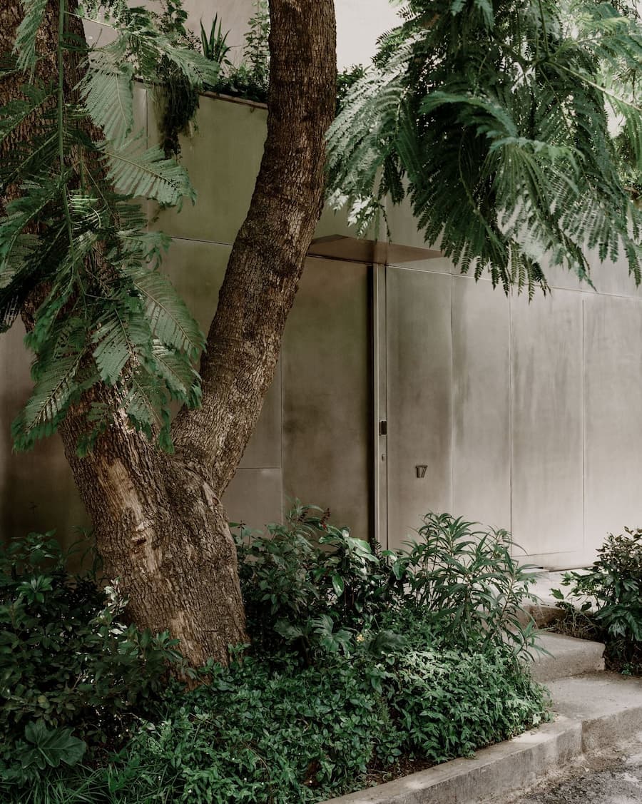 Jacaranda tree softening the reflective facade surrounding the entrance of Barrancas House