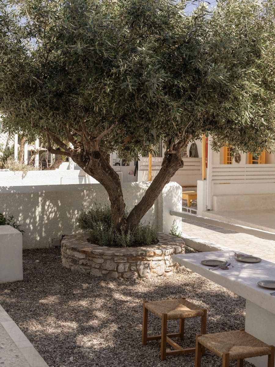 Mature olive tree anchoring the restored Cycladic courtyard at YAPA Antiparos, creating shaded communal outdoor dining