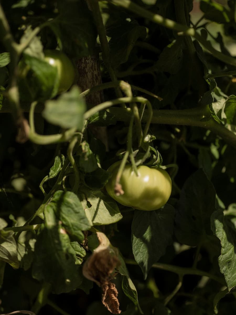 Organic green tomatoes growing in the kitchen garden at YAPA Antiparos, Greece